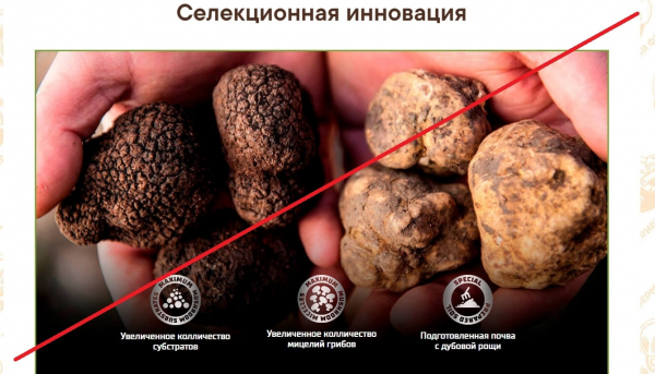 Домашний трюфель – сомнительная покупка. Отзывы о truffel.biogard-sad.ru